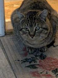 Lost Male Cat last seen State Street , Pleasant Grove, UT 84062