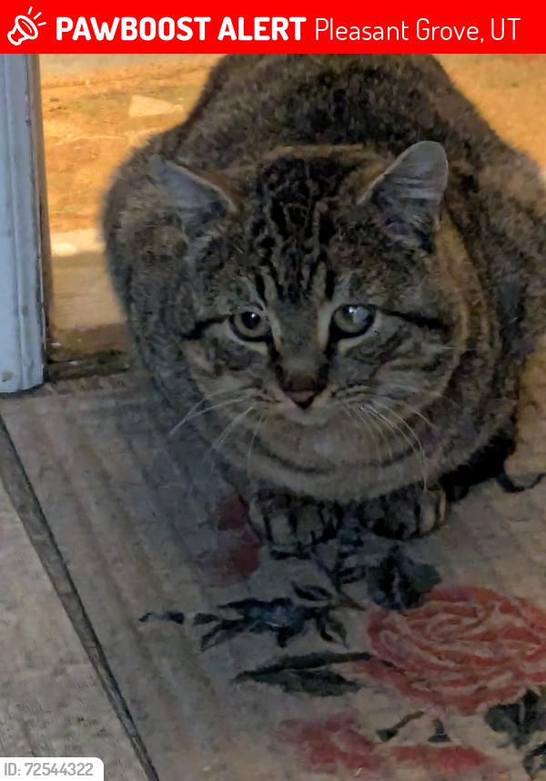Lost Male Cat last seen State Street , Pleasant Grove, UT 84062