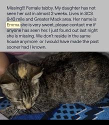 Lost Female Cat last seen Stephens/Greater Mack, Stephens/Jefferson, Stephens/Harper, St. Clair Shores, MI 48080