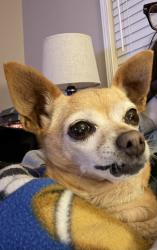 Lost Female Dog last seen 17th west and Ave I, Lancaster, CA 93534