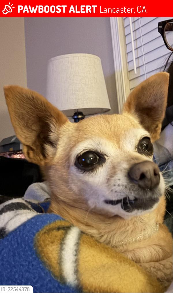 Lost Female Dog last seen 17th west and Ave I, Lancaster, CA 93534