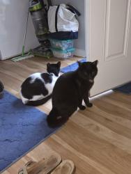 Lost Male Cat last seen Ingleside rd , Norfolk, VA 23502