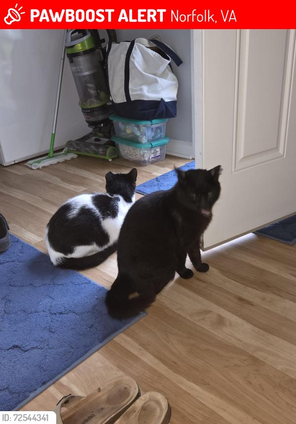 Lost Male Cat last seen Ingleside rd , Norfolk, VA 23502