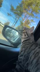 Lost Male Cat last seen 128A st x 56 ave Surrey , Surrey, BC V3X 2Y8