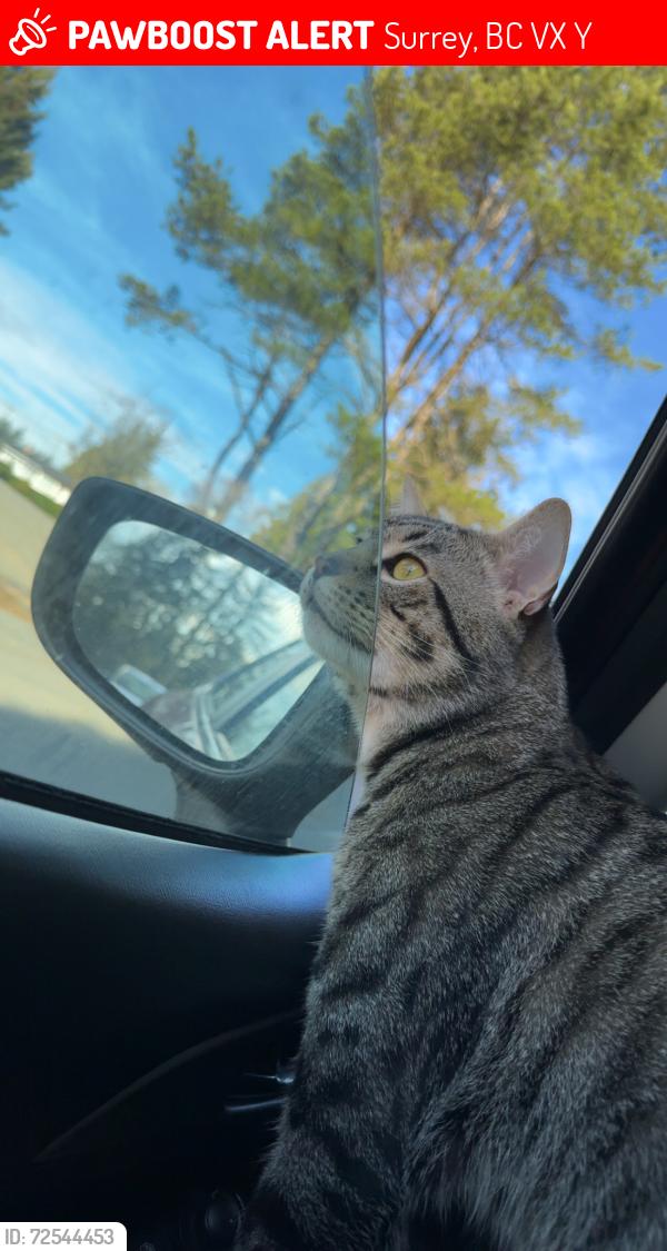 Lost Male Cat last seen 128A st x 56 ave Surrey , Surrey, BC V3X 2Y8
