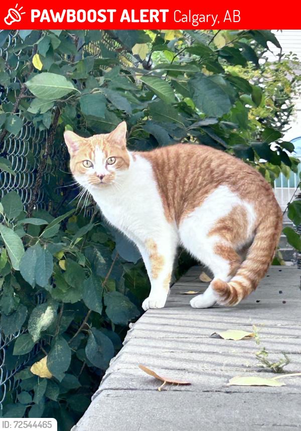 Lost Male Cat last seen 17st SE Calgary, Inglewood corners, Calgary, AB 