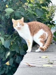 Lost Male Cat last seen 17st SE Calgary, Inglewood corners , Calgary, AB 