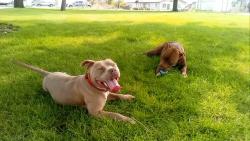 Lost Female Dog last seen Spokane county Superior courthouse, Spokane, WA 99201