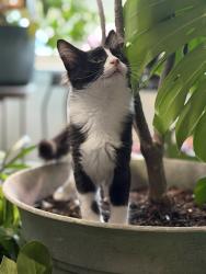 Lost Female Cat last seen Marlin Ave between Ferry road and Marine drive, Galveston, TX 77550