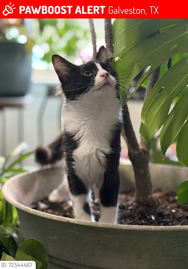 Lost Female Cat last seen Marlin Ave between Ferry road and Marine drive, Galveston, TX 77550
