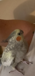 Lost Female Bird last seen PCH and Brookhurst, Huntington Beach, CA 92648
