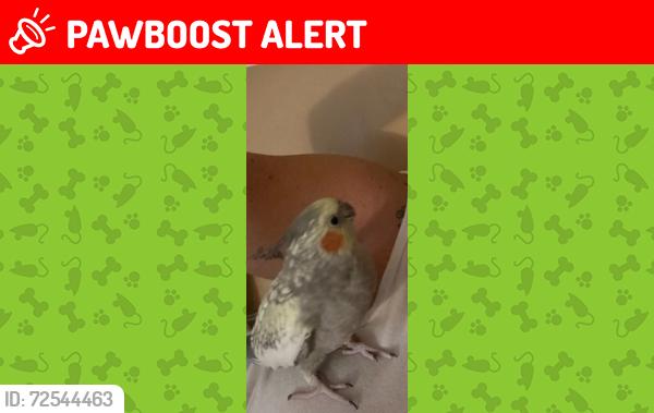 Lost Female Bird last seen PCH and Brookhurst, Huntington Beach, CA 92648