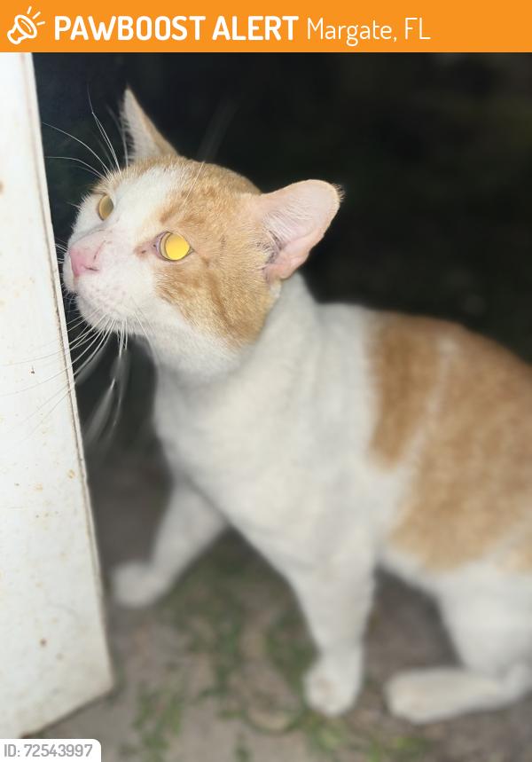 Found/Stray Unknown Cat last seen Margate Fl , Margate, FL 33063