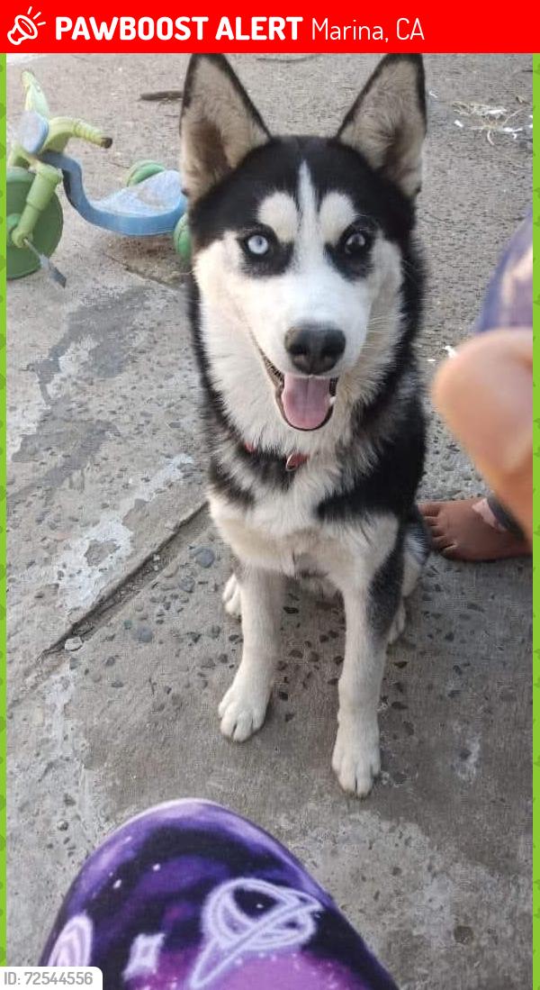 Lost Male Dog last seen Kona Circle and Ninole streets, Marina, CA 93933