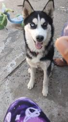 Lost Male Dog last seen Kona Circle and Ninole streets, Marina, CA 93933