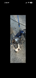 Lost Male Dog last seen Dwight way San Bernardino , San Bernardino, CA 92404