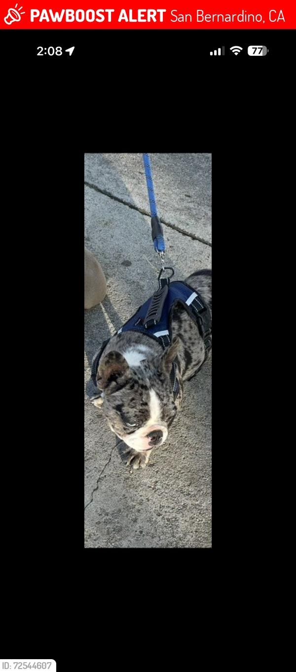 Lost Male Dog last seen Dwight way San Bernardino , San Bernardino, CA 92404