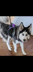 Lost Male Dog last seen Wayne Ave, Philadelphia, PA 19144