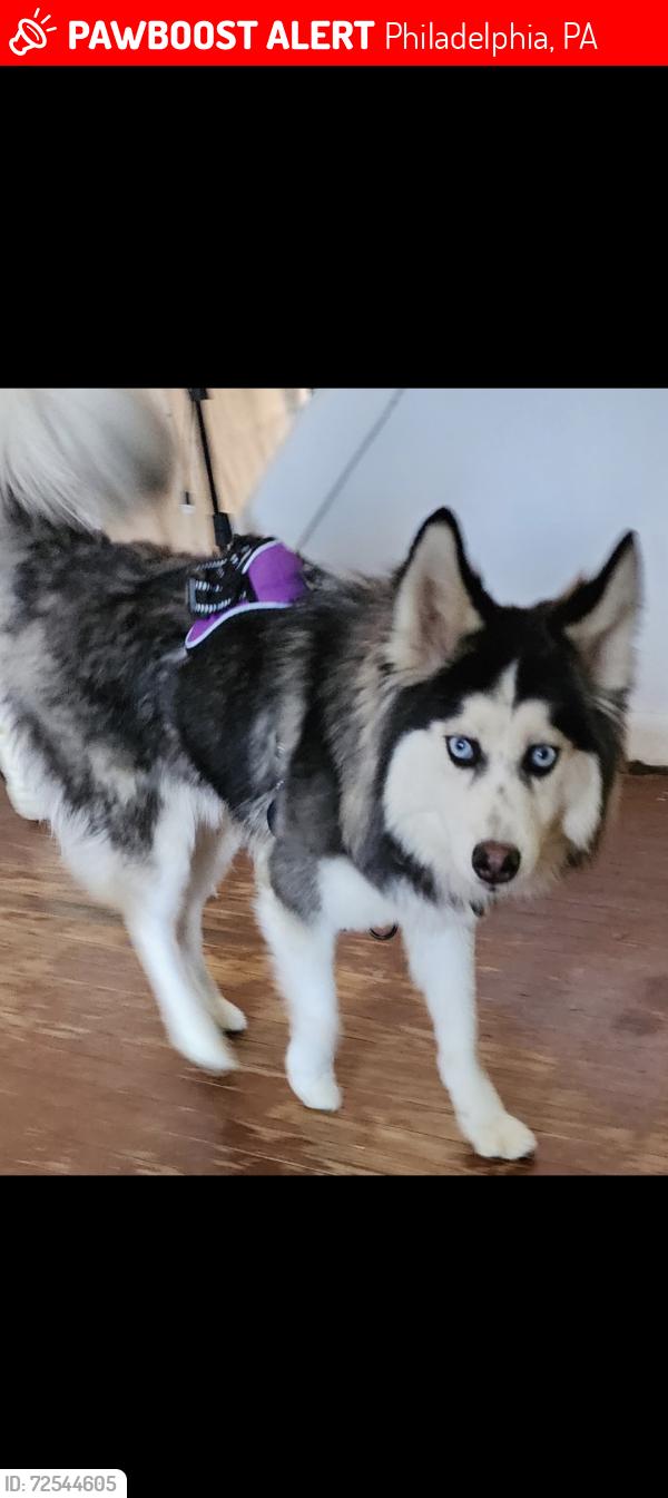 Lost Male Dog last seen Wayne Ave, Philadelphia, PA 19144
