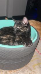 Lost Female Cat last seen San Rosa Dr, 10/Little Mack, Frazho/Little Mack, St. Clair Shores, MI 48081