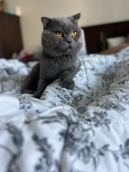 Lost Male Cat last seen Stone edge cir, El Cajon, CA 92021
