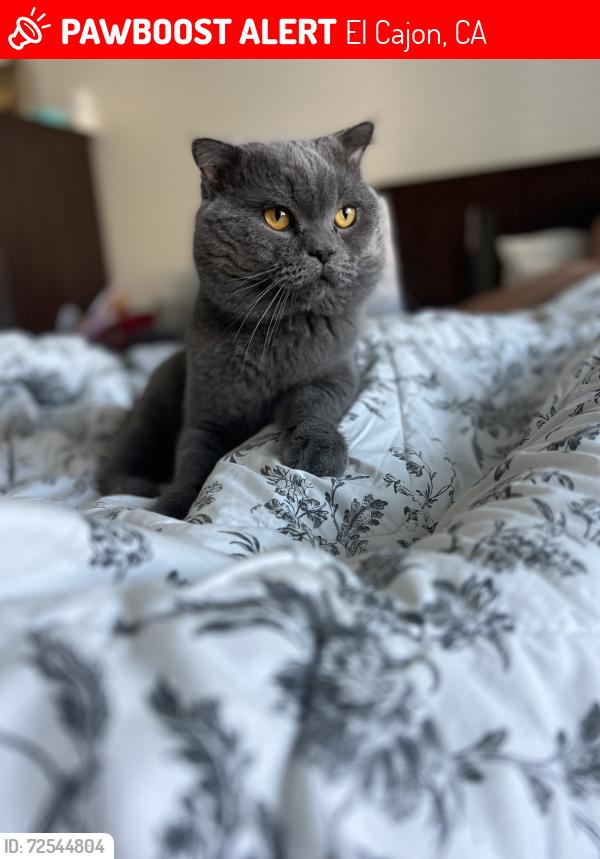Lost Male Cat last seen Stone edge cir, El Cajon, CA 92021