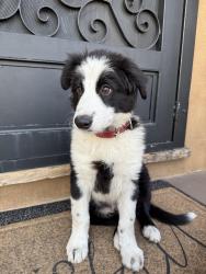 Lost Male Dog last seen Smith ave Chula Vista , Chula Vista, CA 91910