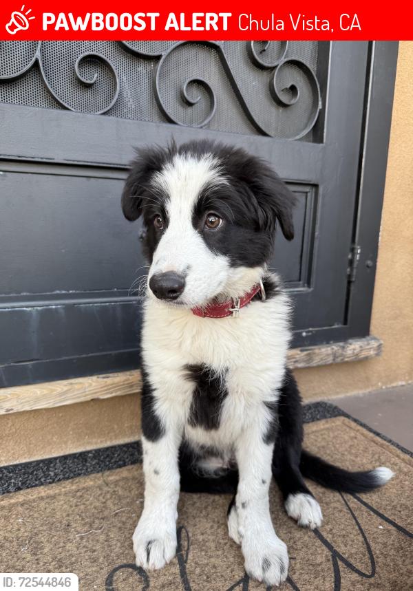 Lost Male Dog last seen Smith ave Chula Vista , Chula Vista, CA 91910