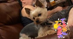 Lost Male Dog last seen Wildacres and Willow Beach Dr, Houston, TX 77072