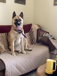 Lost Female Dog last seen Bradshaw & Calvine, Vineyard, CA 95829