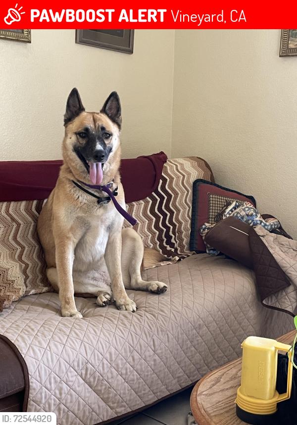 Lost Female Dog last seen Bradshaw & Calvine, Vineyard, CA 95829