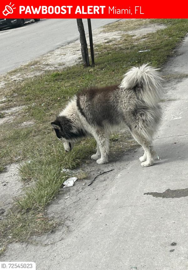 Lost Male Dog last seen Near nw 35 street , Miami, FL 33142