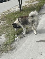 Lost Male Dog last seen Near nw 35 street , Miami, FL 33142