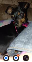Lost Female Dog last seen 10th Ave East & East 3rd , Duluth, MN 55805