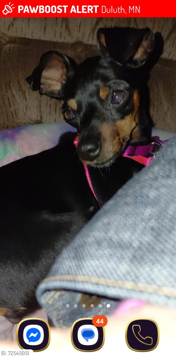 Lost Female Dog last seen 10th Ave East & East 3rd , Duluth, MN 55805