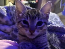 Lost Female Cat last seen Hesperian , Hayward, CA 94545