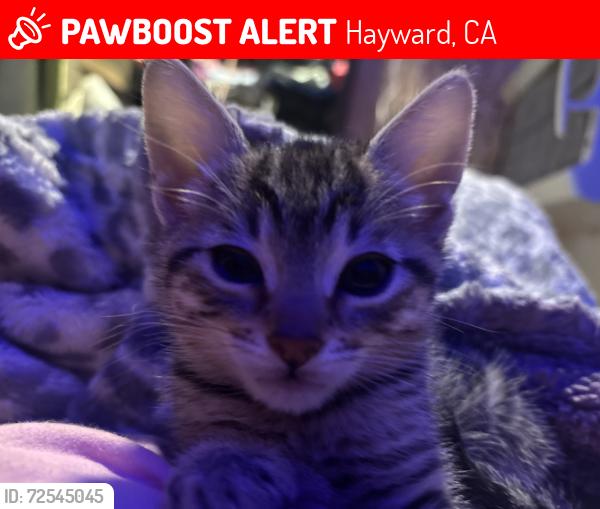 Lost Female Cat last seen Hesperian , Hayward, CA 94545