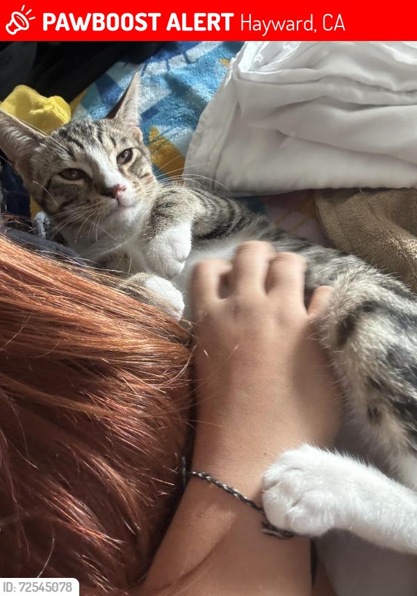 Lost Male Cat last seen Hesperian , Hayward, CA 94545