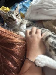 Lost Male Cat last seen Hesperian , Hayward, CA 94545