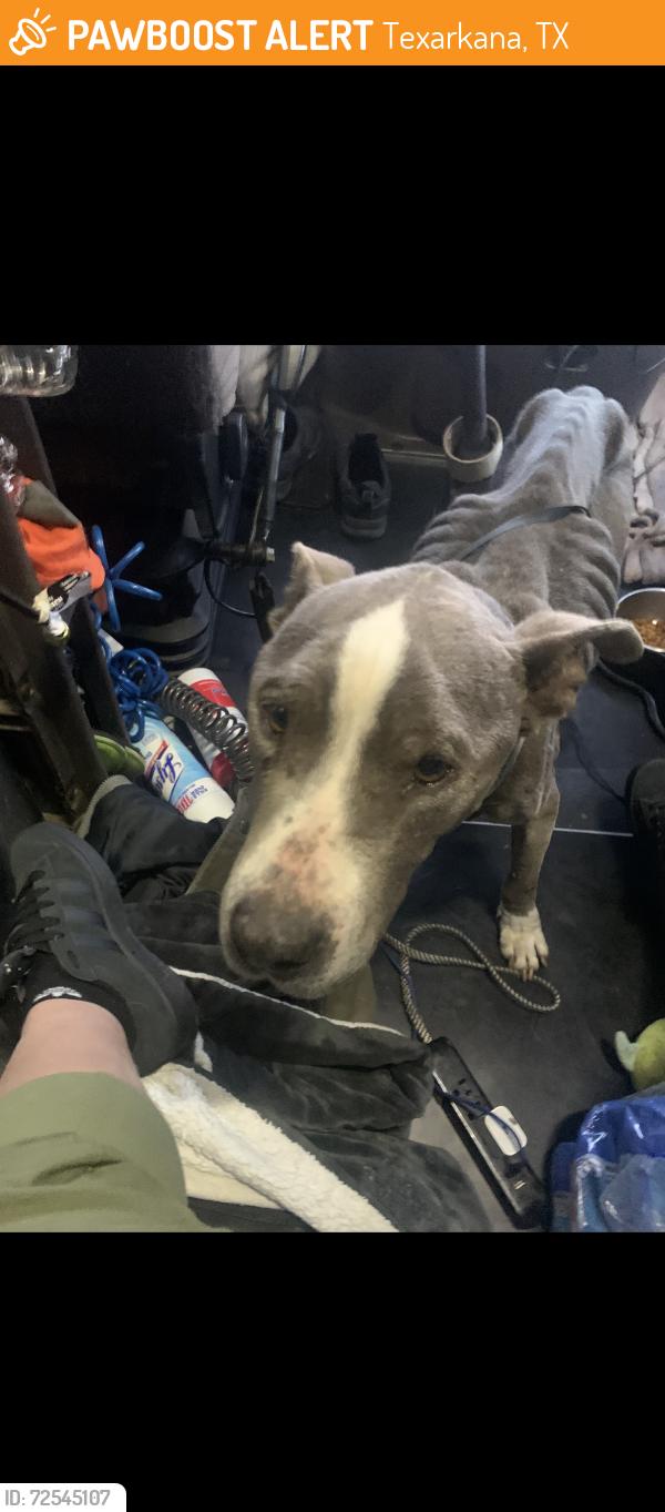 Found/Stray Female Dog last seen Simms, Texarkana, TX 75503
