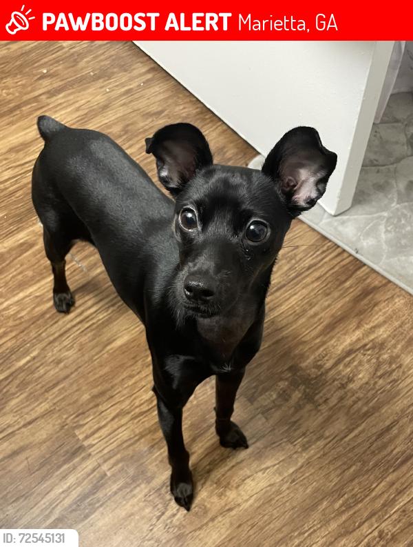 Lost Female Dog last seen Cortland East Cobb, Marietta, GA 30062