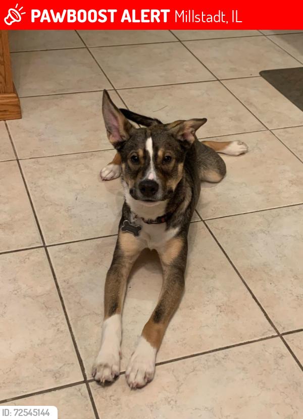 Lost Male Dog last seen W Elm St, Millstadt, IL 62260