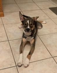 Lost Male Dog last seen W Elm St, Millstadt, IL 62260