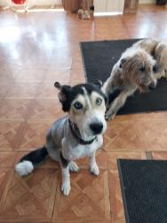 Lost Female Dog last seen Black river rd Camden , Kershaw County, SC 29020