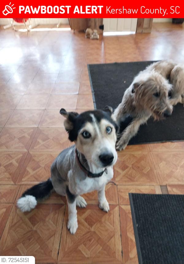 Lost Female Dog last seen Black river rd Camden , Kershaw County, SC 29020
