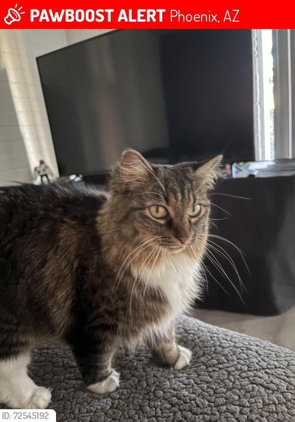 Lost Female Cat last seen Near n 15th street Phoenix , Phoenix, AZ 85014