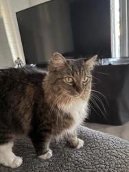 Lost Female Cat last seen Near n 15th street Phoenix , Phoenix, AZ 85014