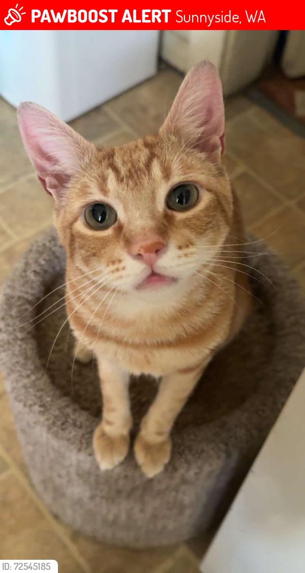 Lost Male Cat last seen South 6th St, Sunnyside, WA 98944