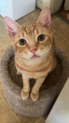 Lost Male Cat last seen South 6th St, Sunnyside, WA 98944