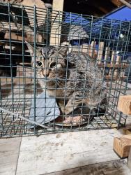 Found/Stray Male Cat last seen East Oakland and East Springbrook St. Johnson City TN 37601, Johnson City, TN 37601